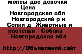 мопсы две девочки › Цена ­ 25 000 - Новгородская обл., Новгородский р-н, Сопки д. Животные и растения » Собаки   . Новгородская обл.